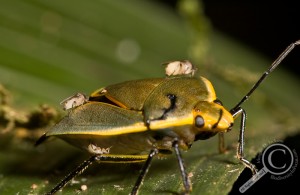 Phoridae stealing hemolymph from a Pentatomid