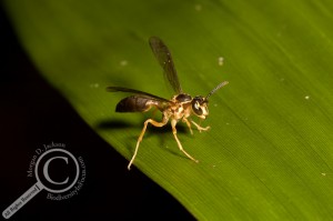 Vespidae Wasp Yellow Bolivia