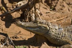 Spectacled Caiman along the Rio Heath in Bolivia