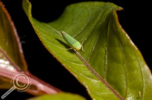Leaf hopper Bolivia Cicadellidae