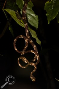 Vine snake hanging from a tree in Bolivia