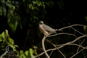 Roadside hawk watching down river in Bolivia