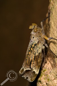 Brown fulgoroid sitting on side of tree in Bolivia