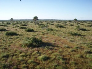 Pampas grasslands near Heath River Wildlife Center in Bolivia