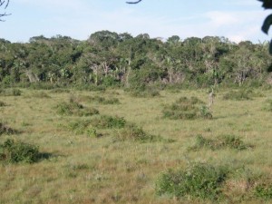 The boundary between the pampas and the rainforest in Bolivia