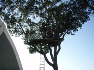 Observation platform in a tree in the pampas of Bolivia