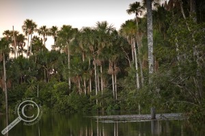 Oxbow lake in Peru at sunset