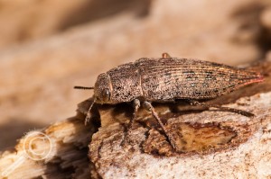 Dicerca divaricata (Buprestidae) on sunny log