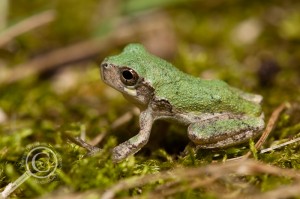 Green tree frog sitting in the grass