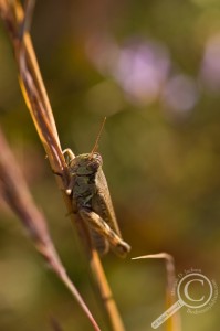 Acrididae grasshopper on dead grass stem with purple flowers behind