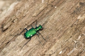 Tiger beetle Cicindela sexguttata sitting on a log