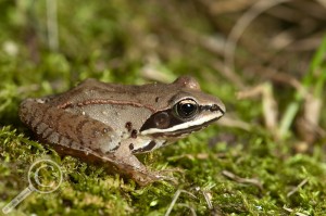 Wood Frog Lithobates sylvatica sitting on grass