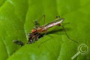 Compsobata univitta (Micropezidae) on green leaf