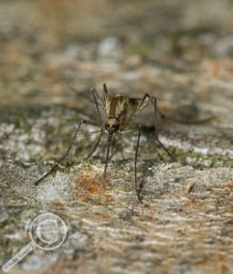 Mosquito sitting on log in Ontario