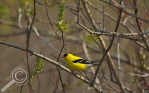 American Goldfinch at Long Point Provincial Park