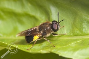 Soldier flies are your's to discover, like this <i>Stratiomys adelpha</i>