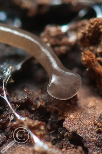 Close up photo of the head of Bipalium showing eye spots