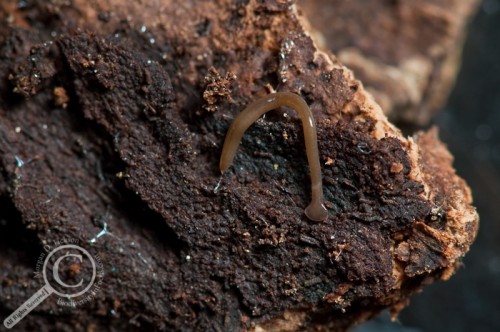 Hammerhead flatworm on wood Bipalium Planaria