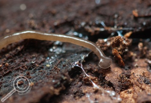 Hammerhead flatworm hunting along bark