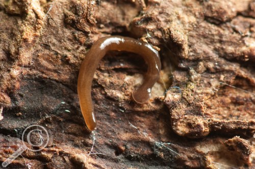 Biparium sp. curled up on bark Planaria