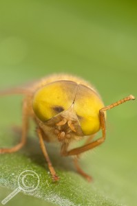 Tabanidae headshot comical