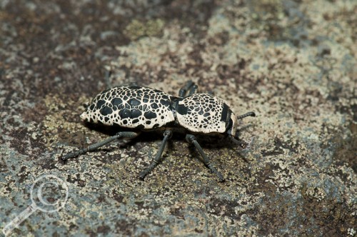 Bug of the Day Costa Rica
