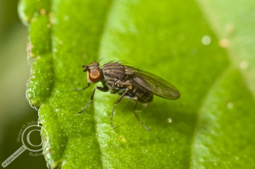 Fly from Costa Rica