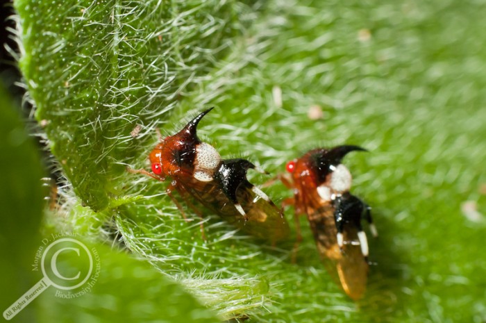 Bug of the Day Aug 9 Costa Rica