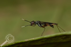 Calosphen sp. from Costa Rica - Micropezidae