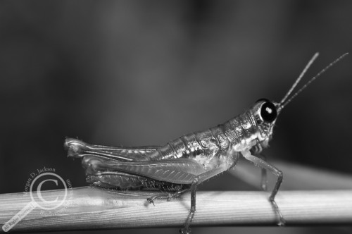 Grasshopper in black and white