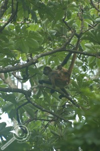 Geoffrey's spider monkey adult and baby costa rica