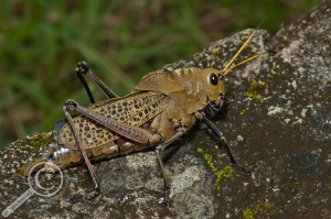 Costa Rica Giant Grasshopper green brown