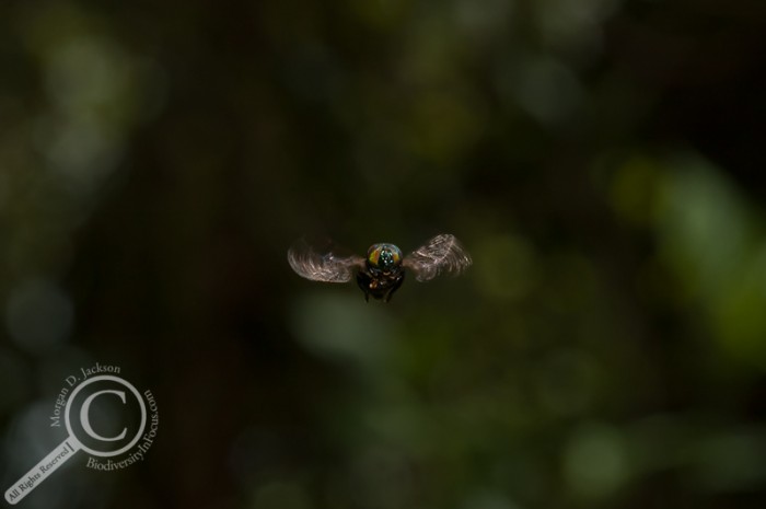 Onidia Syrphidae hoverfly hovering