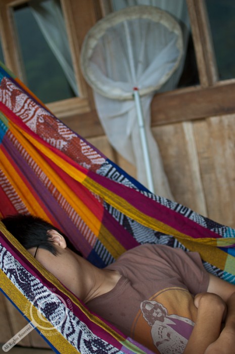 Sleeping entomologist person in hammock with insect net behind