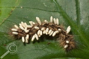Lepidoptera caterpillar parasitized by wasps with coccoons emerging