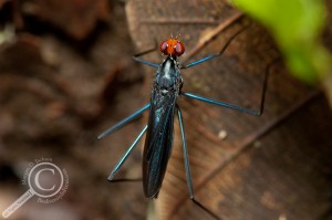 Unidentified Micropezidae fly stilt-legged