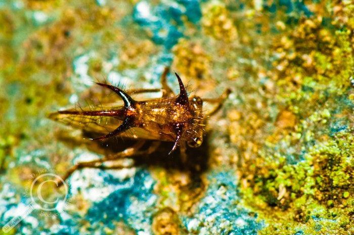 Saturated image of leafhopper in Costa Rica