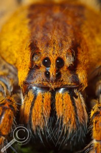 Costa Rican Wolf Spider Close Up