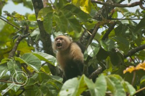 White-headed Capuchin (Cebus capucinus) Costa Rica