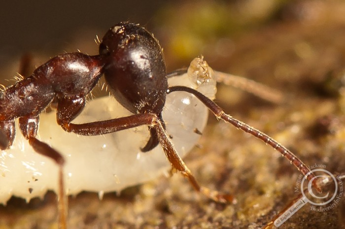 Close up of ant  carrying a larvae in its mandibles