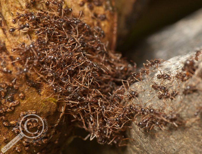 Ants forming a bridge in Costa Rica