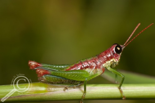 Technicoloured Grasshopper in Costa Rica