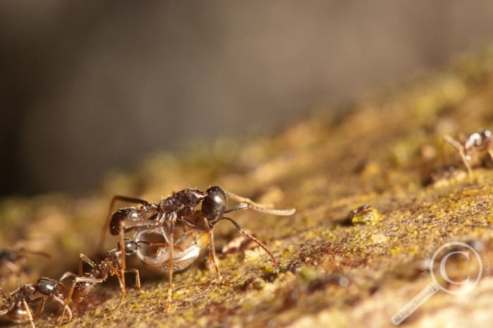 Ant carrying empty insect shell across log in Costa Rica