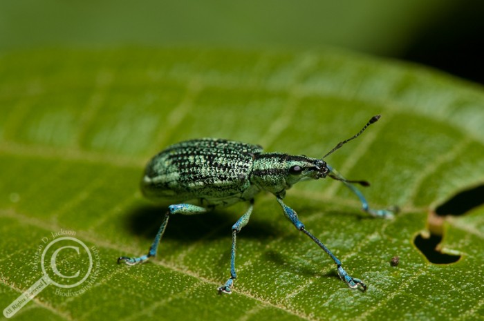 Green Weevil on green leaf in Costa Rica
