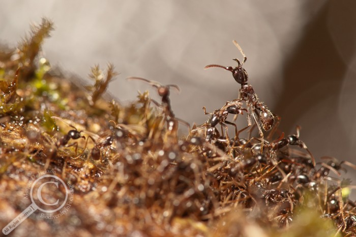 Soldier ant protecting worker ants from falling in Costa Rica stream