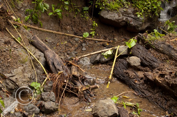 Landslide with ant colony across stream in Costa Rica