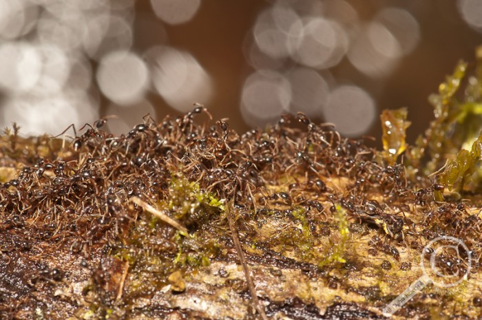 Ants forming a retaining wall over a stream in Costa Rica