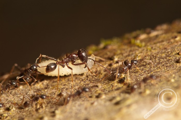 Ant carrying larve in Costa Rica