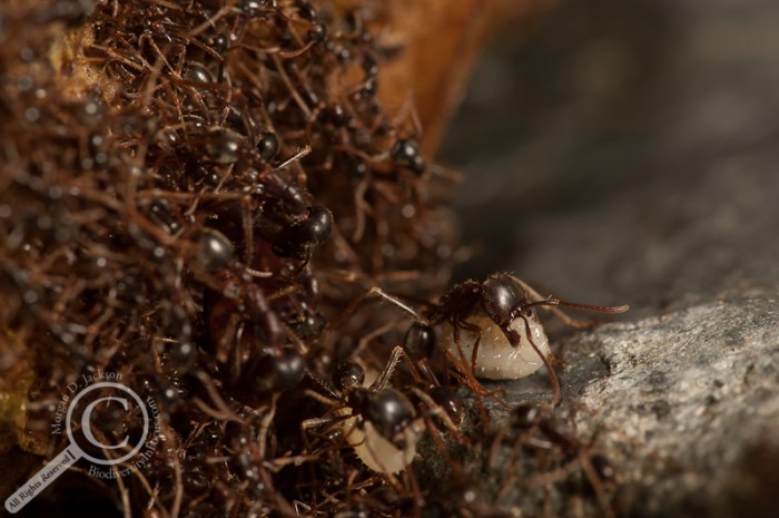 Ant carrying larva across ant bridge in Costa Rica