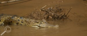 Caiman slipping into river in Peru